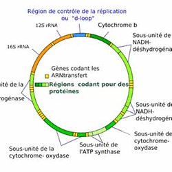 L ADN MITOCHONDRIAL DOWNLOAD L ADN MITOCHONDRIAL DOWNLOAD